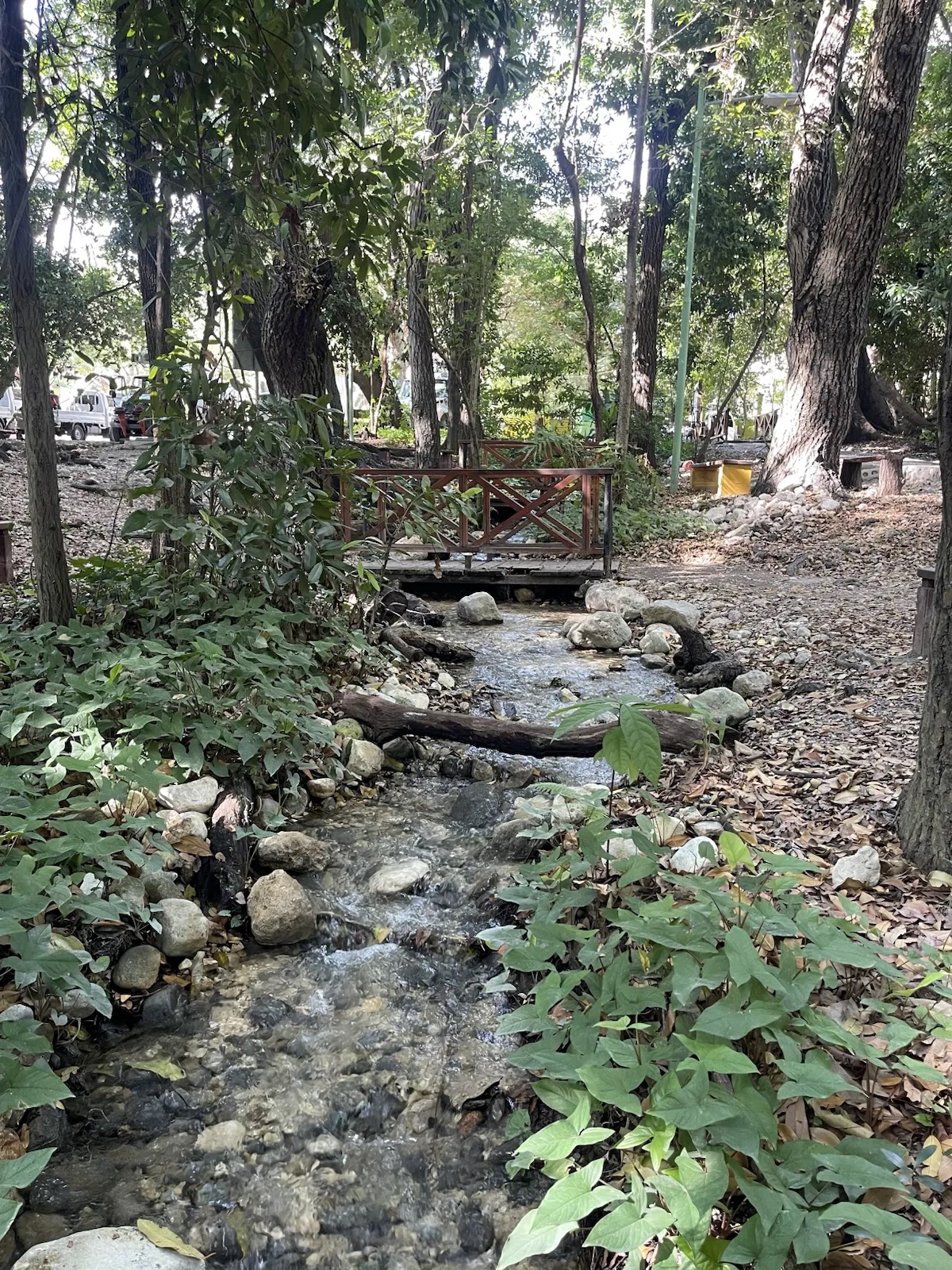 Agua clara entre la vegetación de Las Barías
