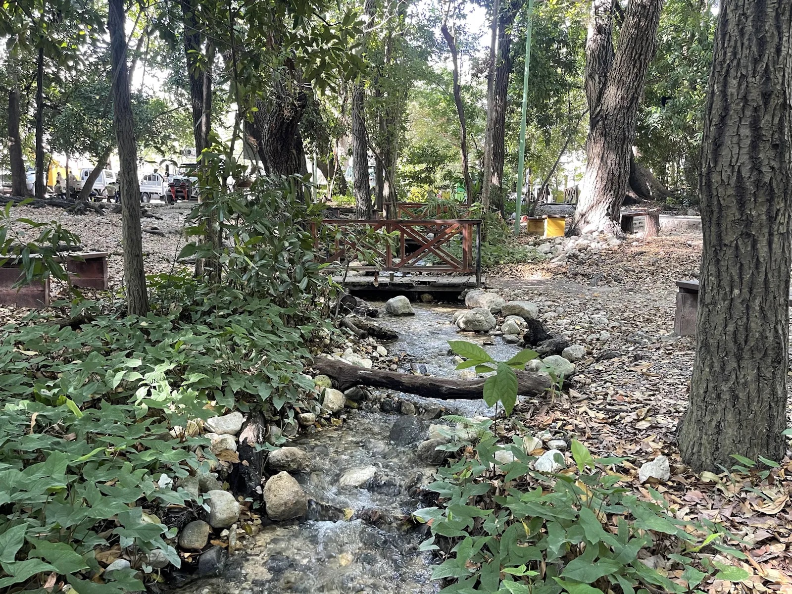 Cauce entre árboles y vegetación