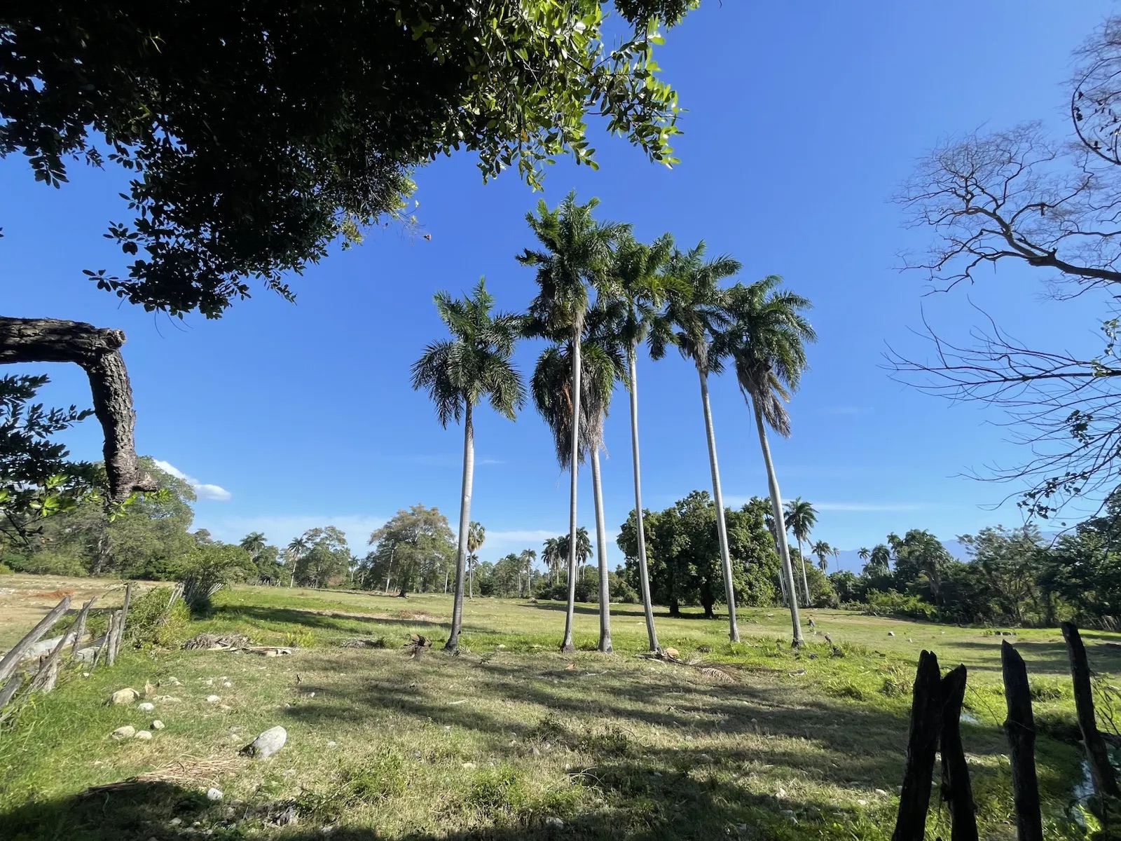 Palmeras y paisaje agrícola de La Descubierta
